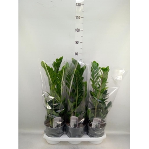 Zamioculcas zamiifolia