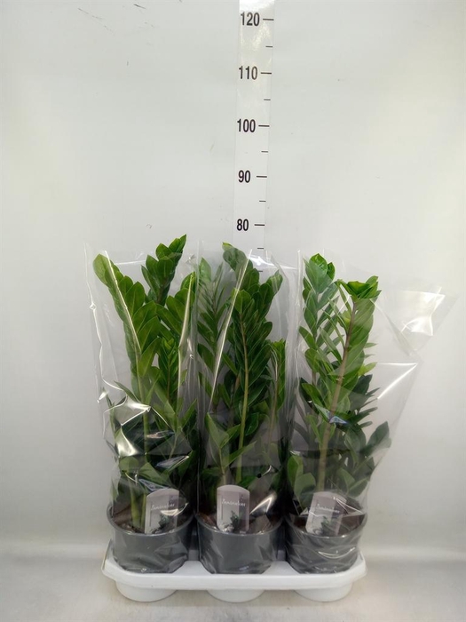 <h4>Zamioculcas zamiifolia</h4>