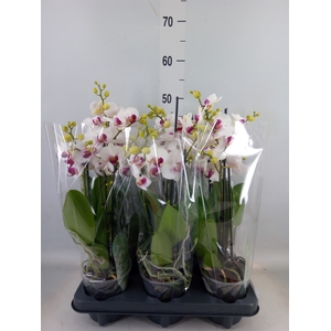 Phalaenopsis multi. 'FC Safe Haven'
