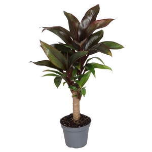 CORDYLINE FRUTICOSA p6 Stam