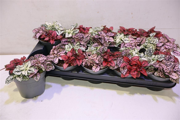 <h4>arr8 Hypoest Gem</h4>