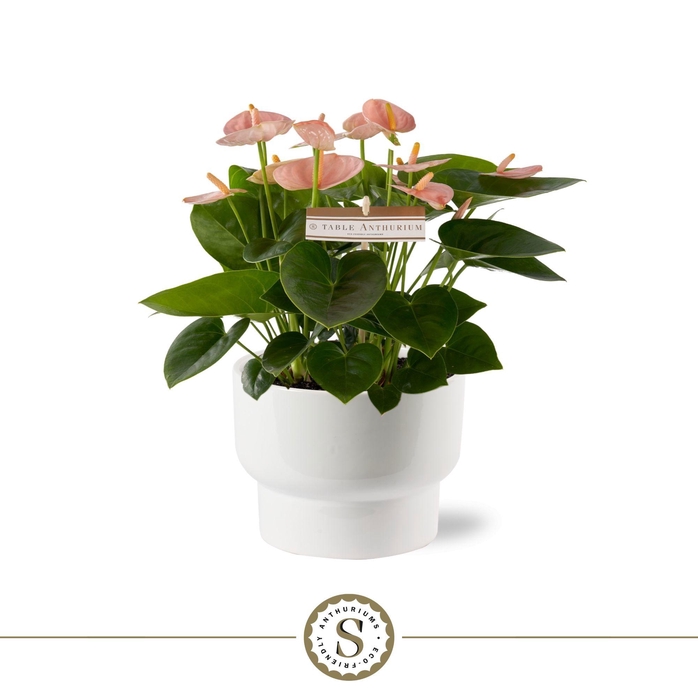 <h4>Athene Keramiek White - Spirit</h4>