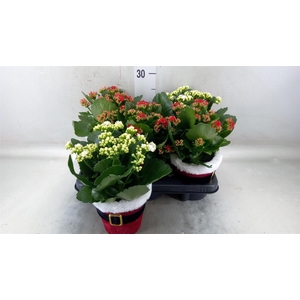 Kalanchoe blos. 'RosDon Collection'