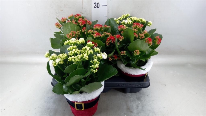 <h4>Kalanchoe blos. 'RosDon Collection'</h4>