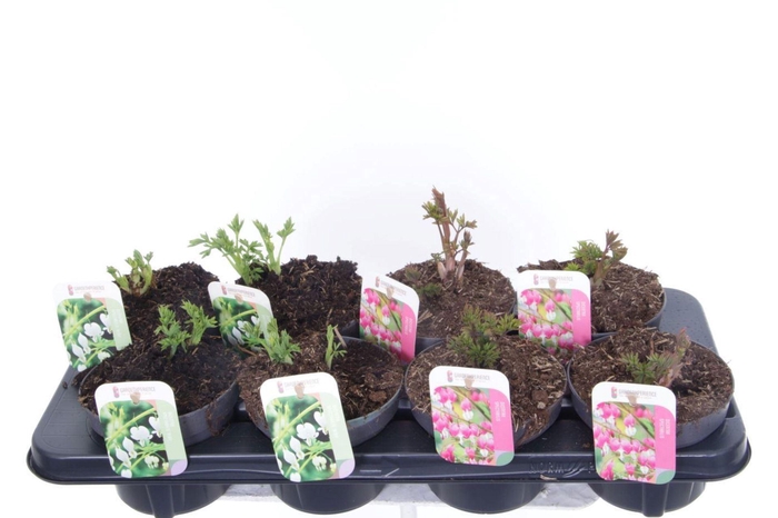 Dicentra spectabilis