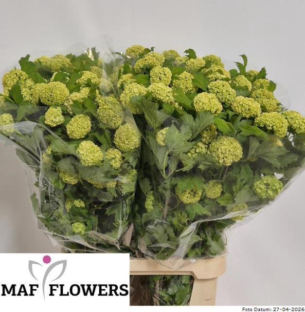<h4>VIBURNUM ROSEUM ST</h4>