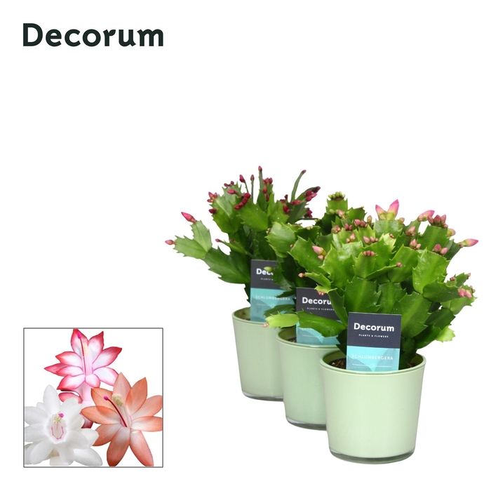 <h4>Schlumbergera - 9 cm - Glaspot Nashville mix Hemlock- Decorum</h4>