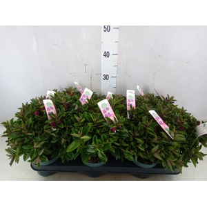 Hebe  'Hebepetita Red'