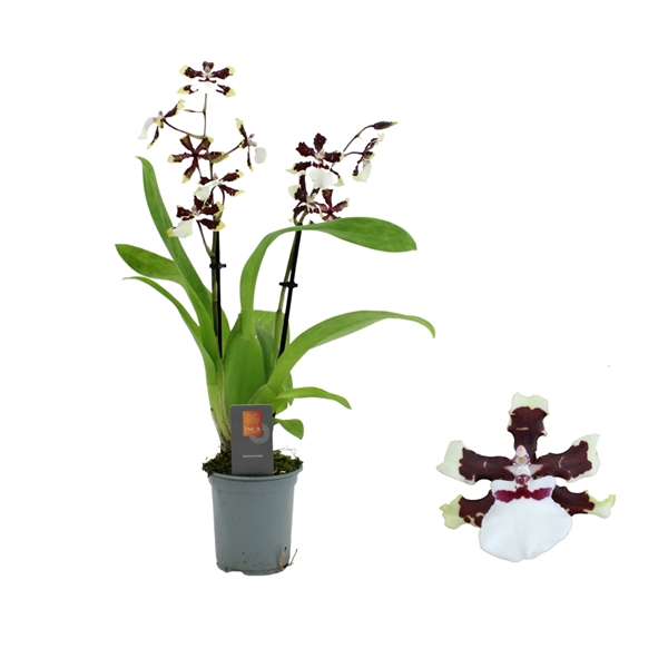 <h4>Inca Cambria Bounty 2 spike 9cm</h4>