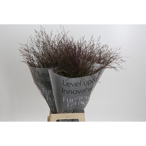 Panicum Virgatum Warrior