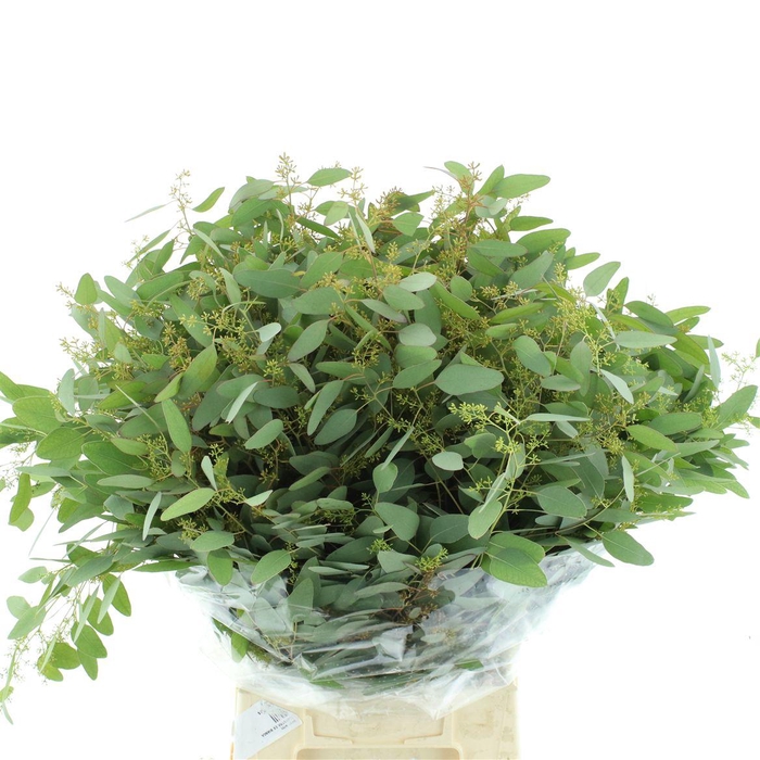 <h4>Euca Populus Berries Long 200gr</h4>