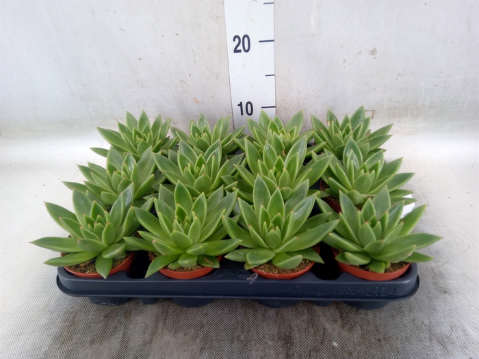 <h4>Echeveria  'Miranda'</h4>