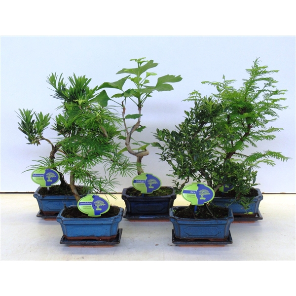 <h4>Bonsai mix outdoor, 15 cm., shape, with drip tray - Partly without leaves during winter</h4>