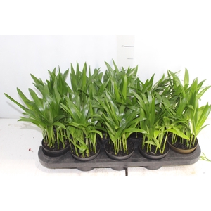 ARECA BAMBU P11