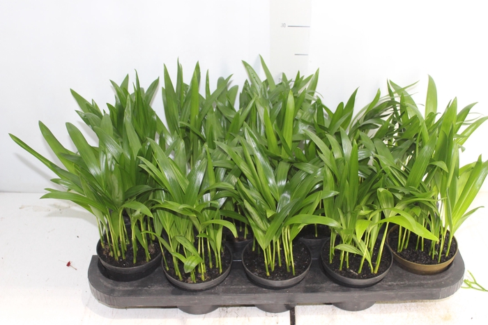 <h4>ARECA BAMBU P11</h4>