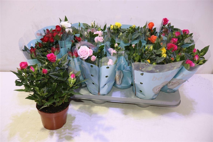 <h4>arr8 Ro B Monde Gem</h4>