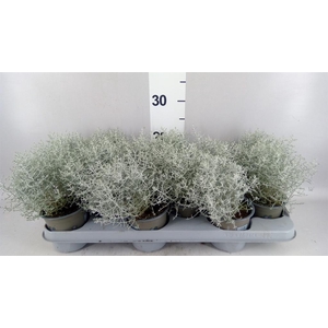 Leucophyta brownii