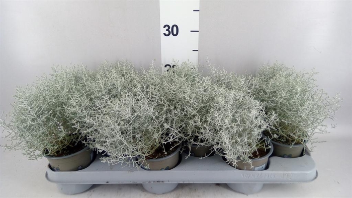 <h4>Leucophyta brownii</h4>