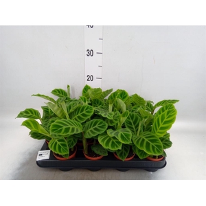 Calathea zebrina