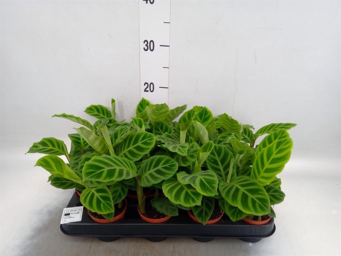 <h4>Calathea zebrina</h4>