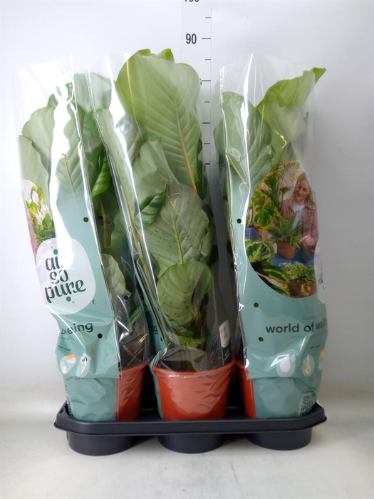 <h4>Calathea orbifolia</h4>