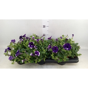 Petunia  'Nightsky'