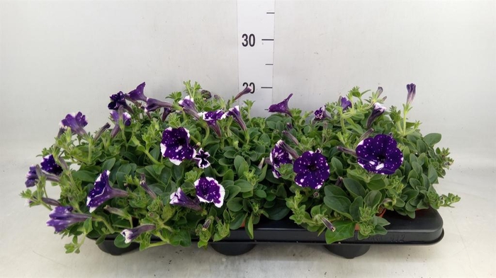 <h4>Petunia  'Nightsky'</h4>