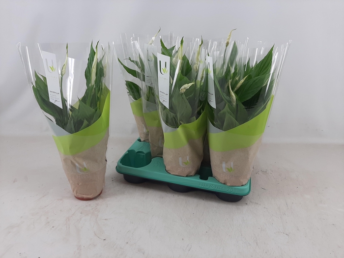 <h4>SPATH TORELLI</h4>