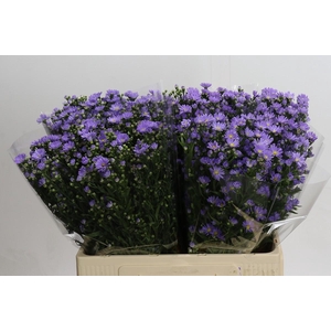 Aster Cassandra