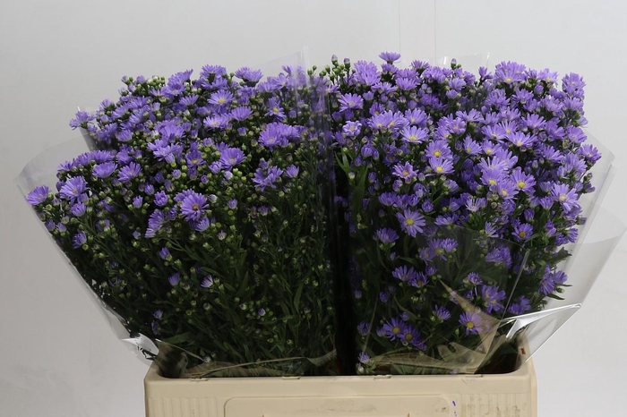 <h4>Aster Cassandra</h4>