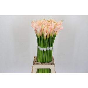 Zantedeschia Eydolls Salmon