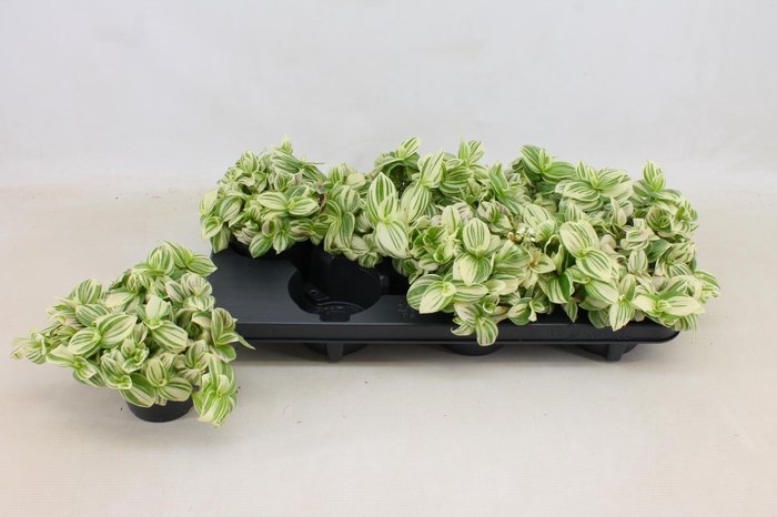 <h4>TRAD BRIGHTNESS</h4>