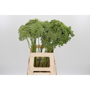 Ammi Majus Visnaga Zaad