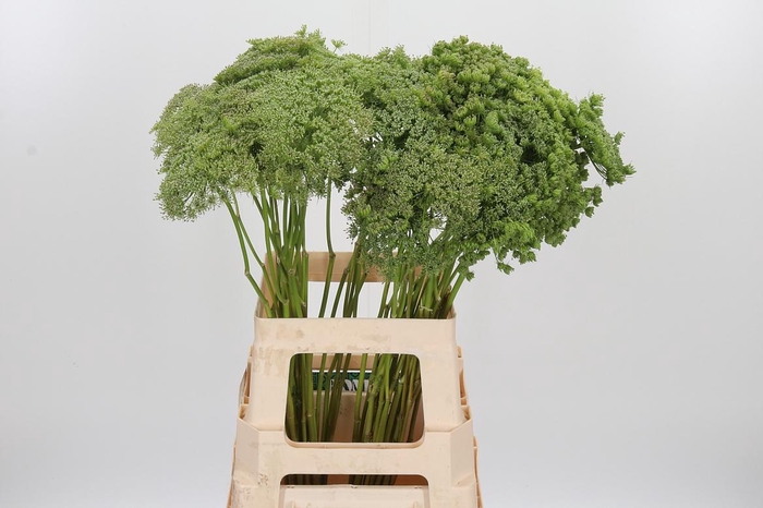 <h4>Ammi Majus Visnaga Zaad</h4>