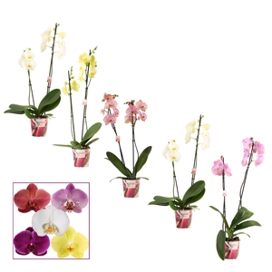 Phalaenopsis 2 tak 12+ mix kort (Scenza)