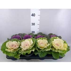 Brassica oler.