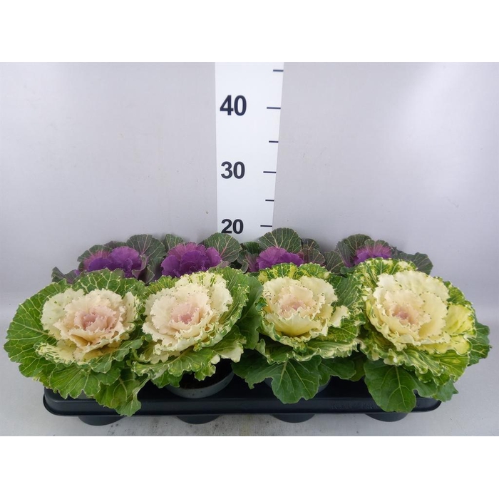 <h4>Brassica oler.</h4>