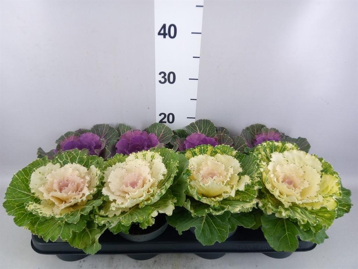 Brassica oler.