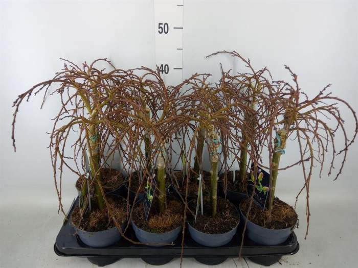 <h4>Salix arbuscula</h4>