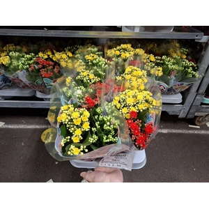 Kalanchoe gevuld gemengd in pot