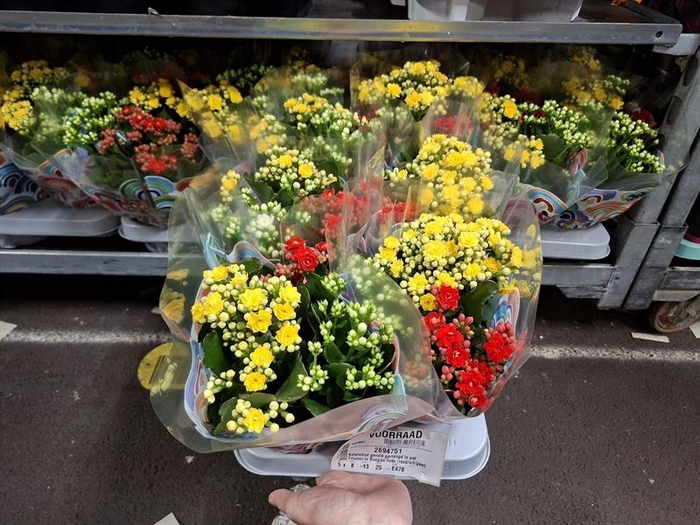<h4>Kalanchoe gevuld gemengd in pot</h4>