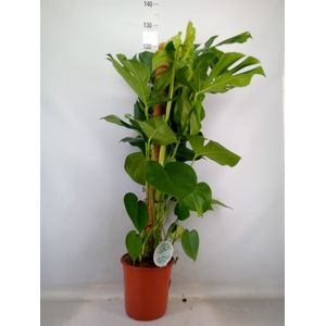 Monstera delic.
