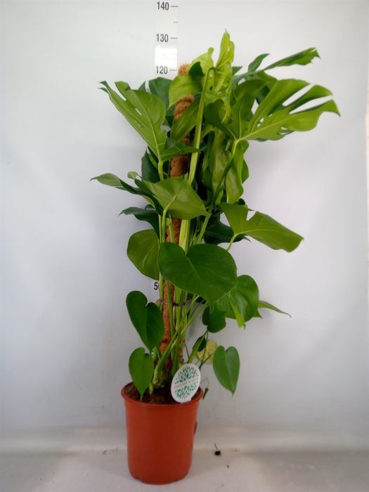<h4>Monstera delic.</h4>
