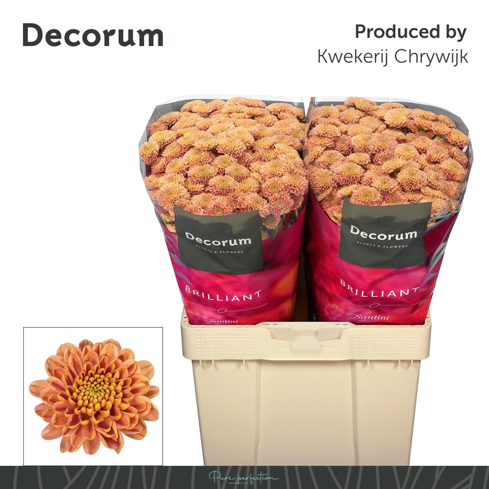 <h4>CHR S ELLISON SALMON</h4>