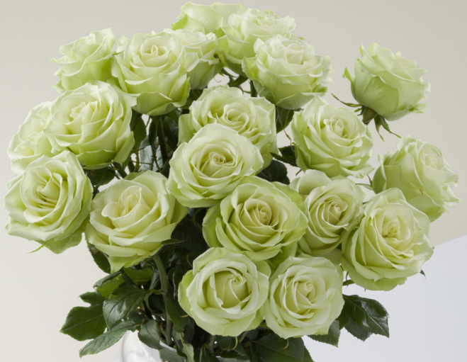 <h4>Rosa Ec Green Romance</h4>