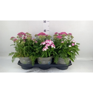 Vaste pltn   ...mix in pot [Perenni