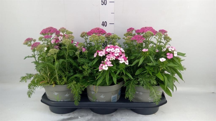<h4>Vaste pltn   ...mix in pot [Perenni</h4>