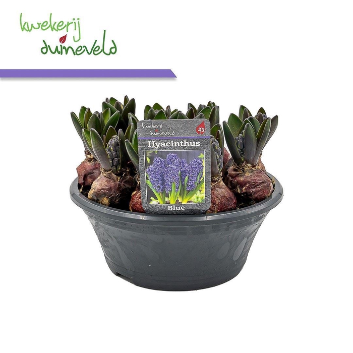 <h4>Hyacinthus orie. 'Blue Star'</h4>