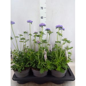 Scabiosa columb. 'Butterfly Blue'
