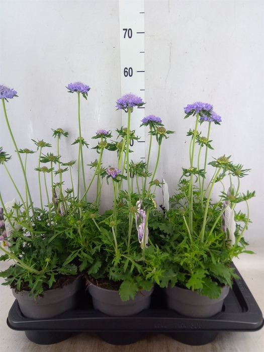 <h4>Scabiosa columb. 'Butterfly Blue'</h4>